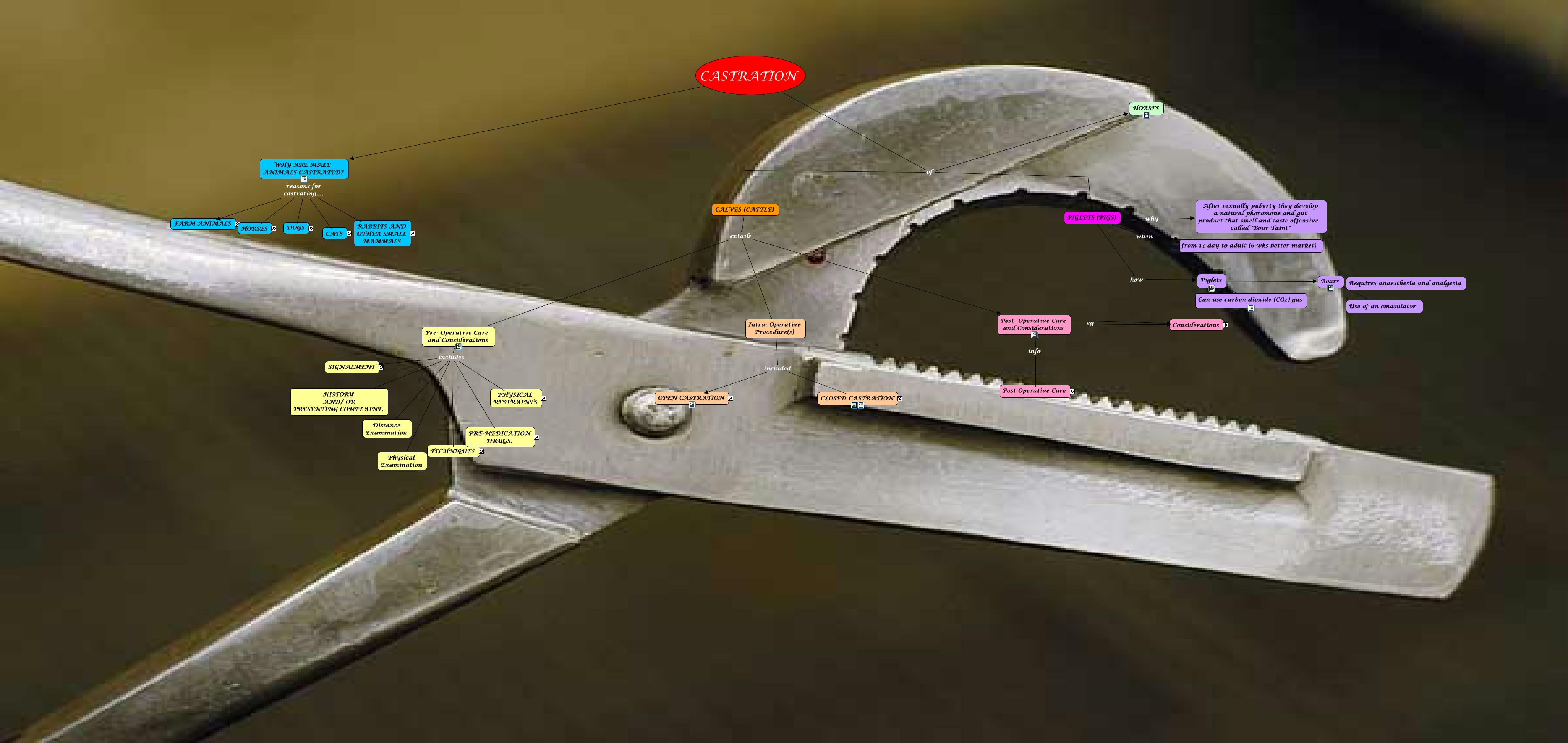 DRAFT Surgery Of the Scrotum Castration
